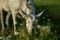 White goat grazed on a green meadow