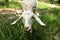 White goat grazes eats grass autumn summer forest hungry