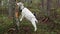 A white goat grazes in the forest.