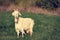 A white goat grazing in a rural meadow looks into the camera and dreams.