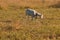 White goat grazing at sunset