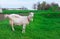 White goat on green grass in the village in springtime