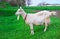 White goat on green grass in the village in springtime