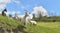 White  goat  in herd looking camera  mountain pasture