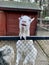 white goat on a home farm stands funny and smiles