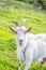 White goat with horns, farming pets