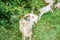 White goat with horns grazing