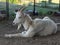 White goat with horns resting on a summer day taking a nap on a farm