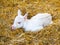 White goat kid lying on a straw. Young farm animal