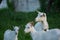 White goat with kids. Group of goats with baby goat