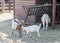 White goat kids playing, goatling, outdoor