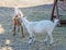 White goat kids playing, goatling, outdoor