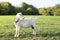 White goat on a leash turns its head right and looking stubborn. Warm summer evening light. Copy space