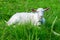 White goat lies on the green grass. Farming. Livestock breeding