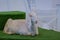 White goat lying on the artificial turf grass at agricultural animal exhibition