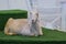 White goat lying on the artificial turf grass at agricultural animal exhibition