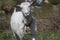 White goat meadow portrait