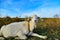 White goat in nature wide angle on a pasture against the blue sky