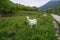 A white goat near the peninsula of Mangup plateau