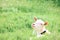 white goat peeks out from behind the tall grass, pulling out its head