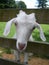 White goat poking its head through wooden fence