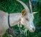 White Goat portrait. Alpine mountain goat