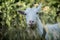 White goat raised one ear