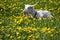 White goat resting in a clearing