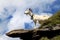 White goat on the rocks in the Swiss mountains