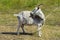 A white goat is scratching its side, biting insects in its fur. Countryside dairy animal goat grazing in a meadow, rubbing its