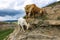White goat and sheep in the Khunzakh Valley on the rocks, Khunzakh waterfalls, Dagestan 2021