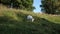 A white goat sits on a green meadow in summer in a Russian village