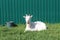 White goat sits on the ground against a green fence