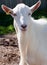 White goat snout