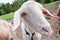 White goat snout close-up wide angle view