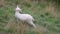 White goat standing in long grass looking around