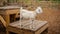 White Goat standing on the pallet playground.