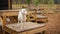 White Goat standing on the pallet playground.