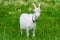 White goat stands on the green grass. Agriculture.