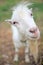 White goat stands in nature in the summer, muzzle close-up