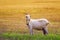 white goat stands on pasture on Sunny summer day with big milk udder and horns