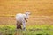 White goat stands on pasture on Sunny summer day with big milk udder and horns