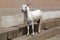 A white goat stands on the steps of a staircase in the city of Varanasi