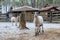 White goat on the street in the corral. Winter snow on the ground, animals walk on the farm. Agriculture horned and hornless anima