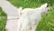 White goat tied with a metal chain, walks on the grass of a farm