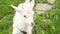 White goat tied with a metal chain, walks on the grass of a farm