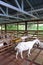 A white goat turning back and walking away in a barn with high ceiling and green trees outside