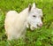 White Goatling at grass Village field