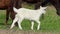 A white goatling grazes grass with a herd of ponies in slo-mo