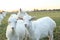 White goatling grazes on green meadow